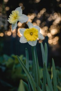 Narciso