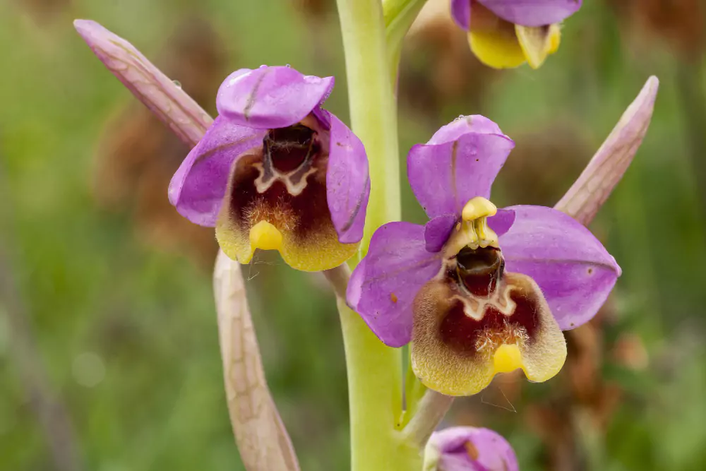 tipos de orquídeas