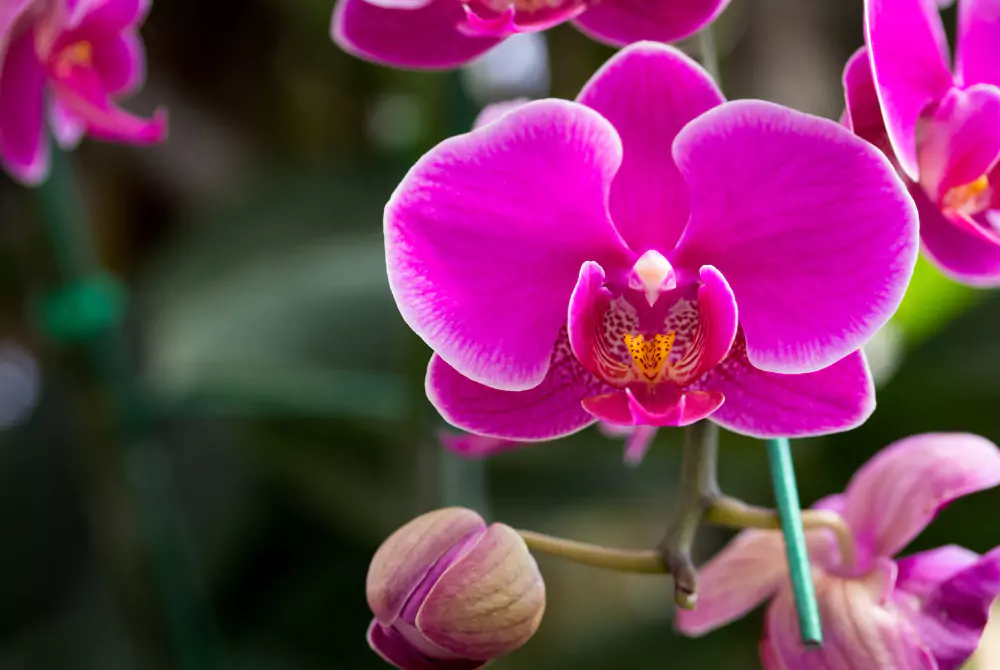 tipos de orquídeas