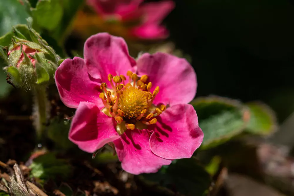rosa do deserto