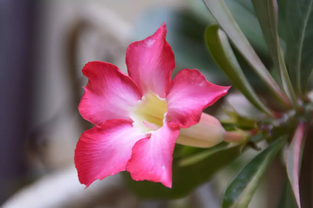 rosa do deserto