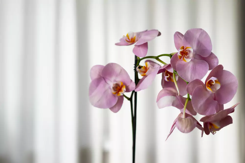 tipos de orquídeas