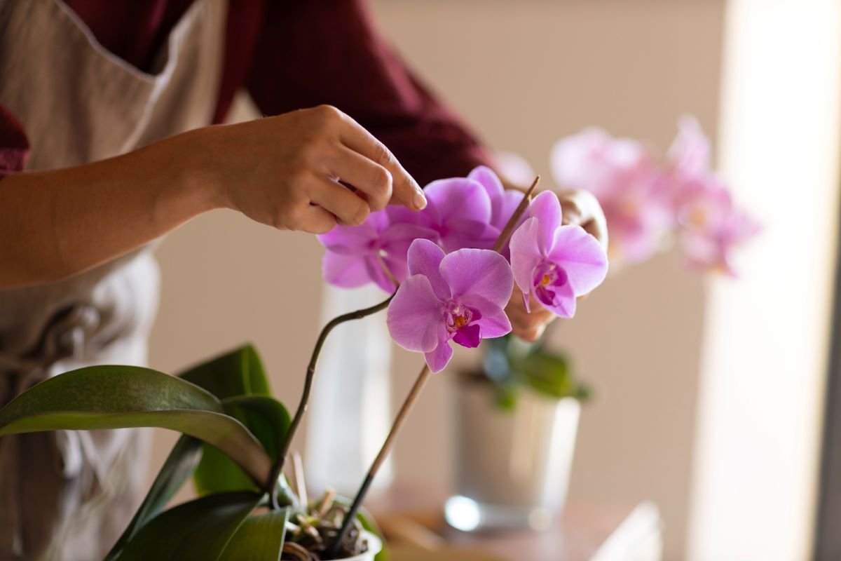 Tipos de Orquídeas