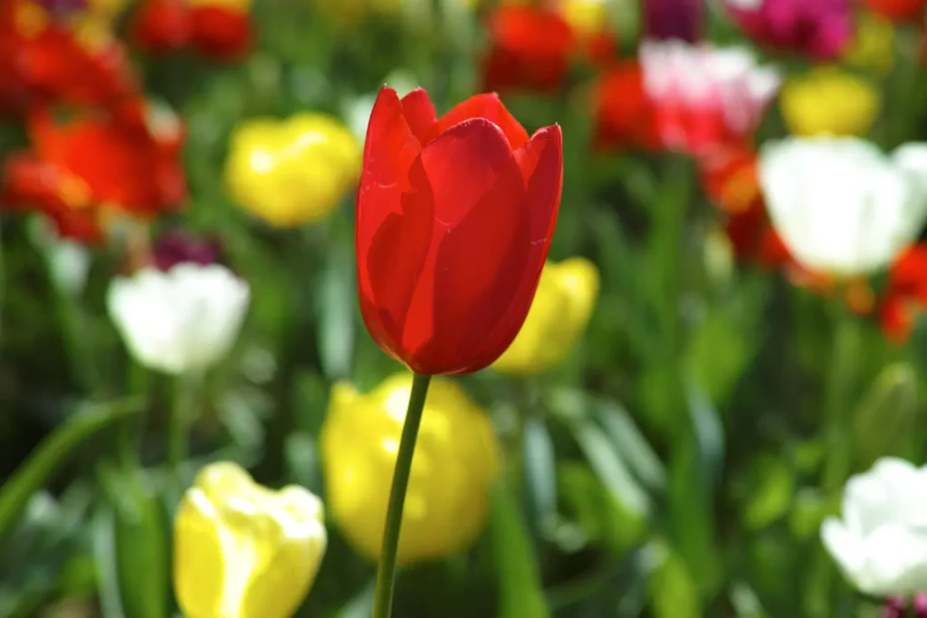 tulipa vermelho no jardim