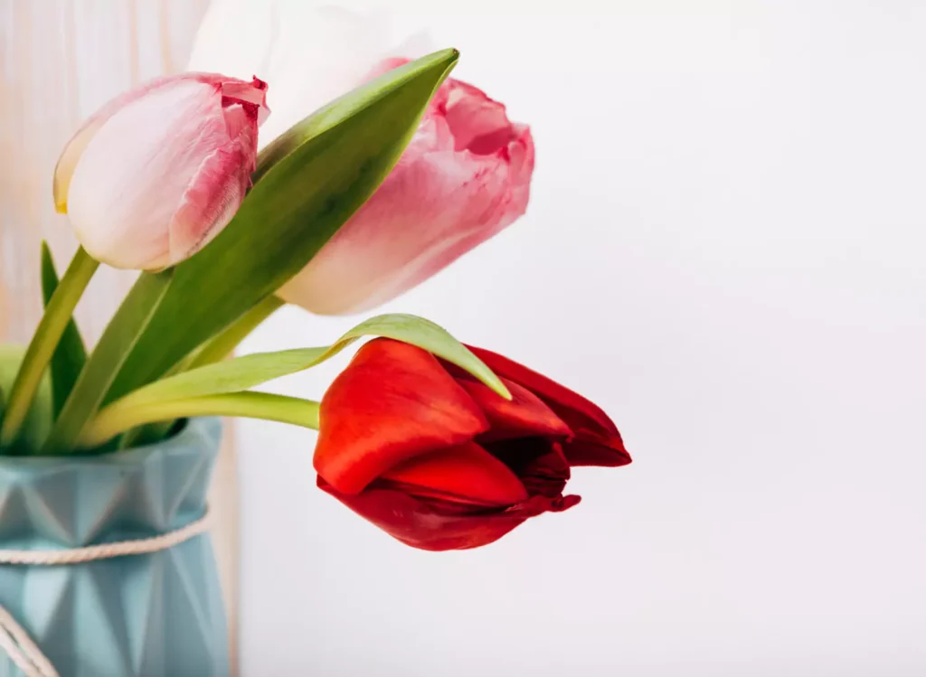 tulipa vermelha no vaso