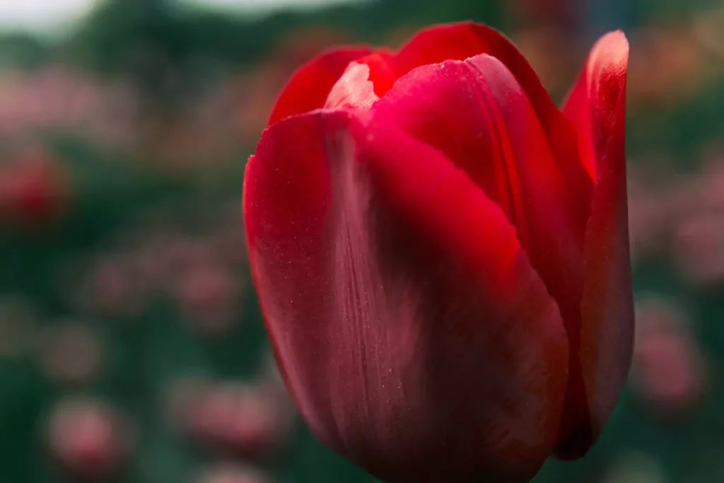 tulipa vermelha vista de perto
