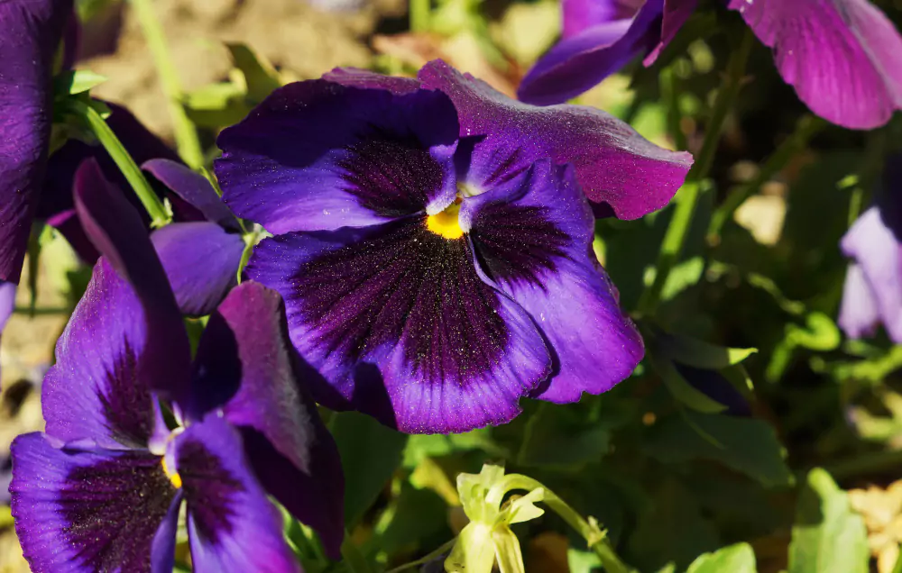 violeta africana