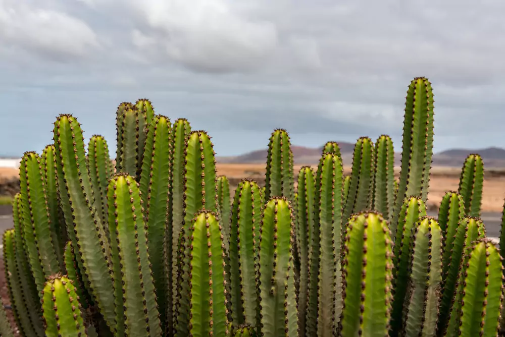 cactos resistentes