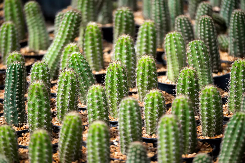 Cactos para jardins