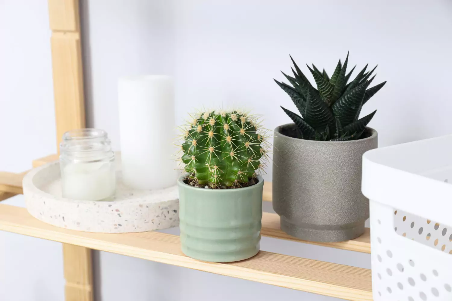 Cactos dentro de casa