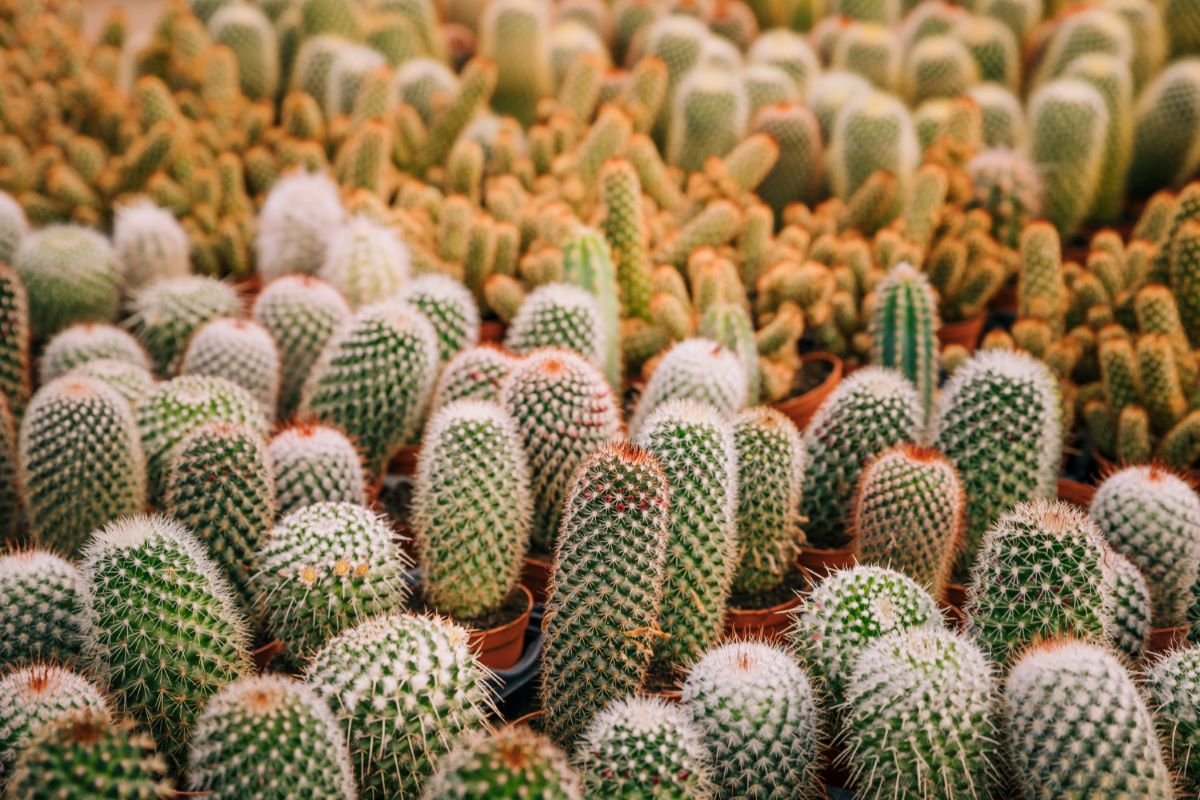 Cactos