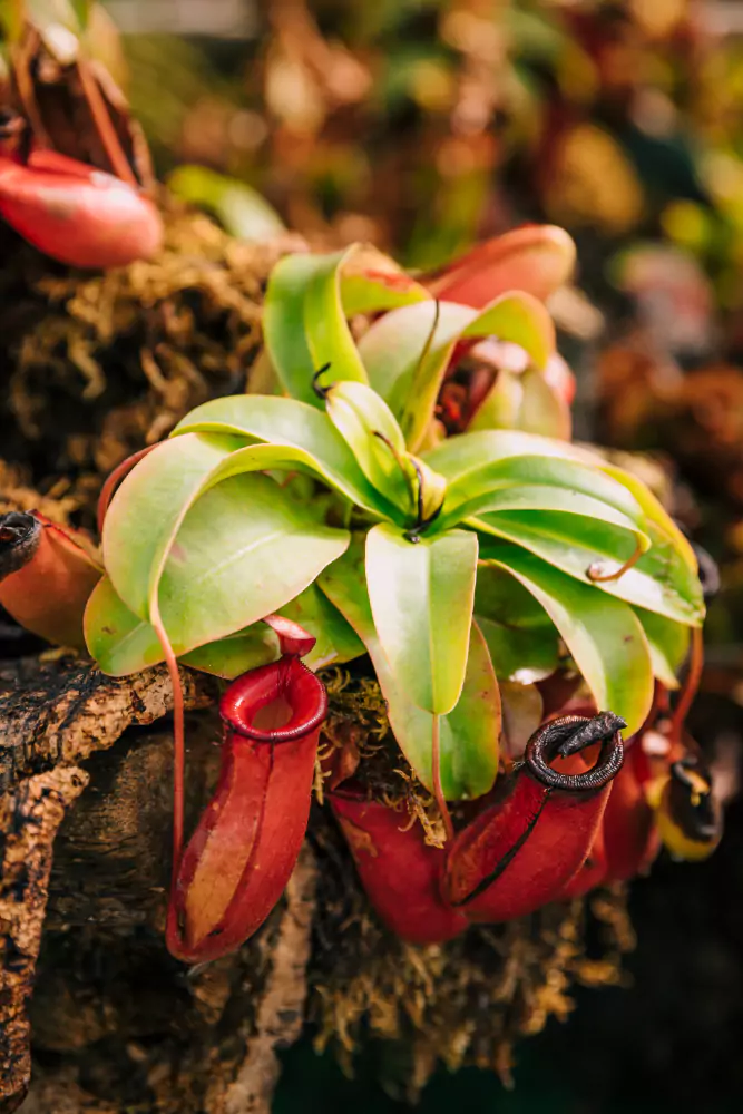 Sarracenia