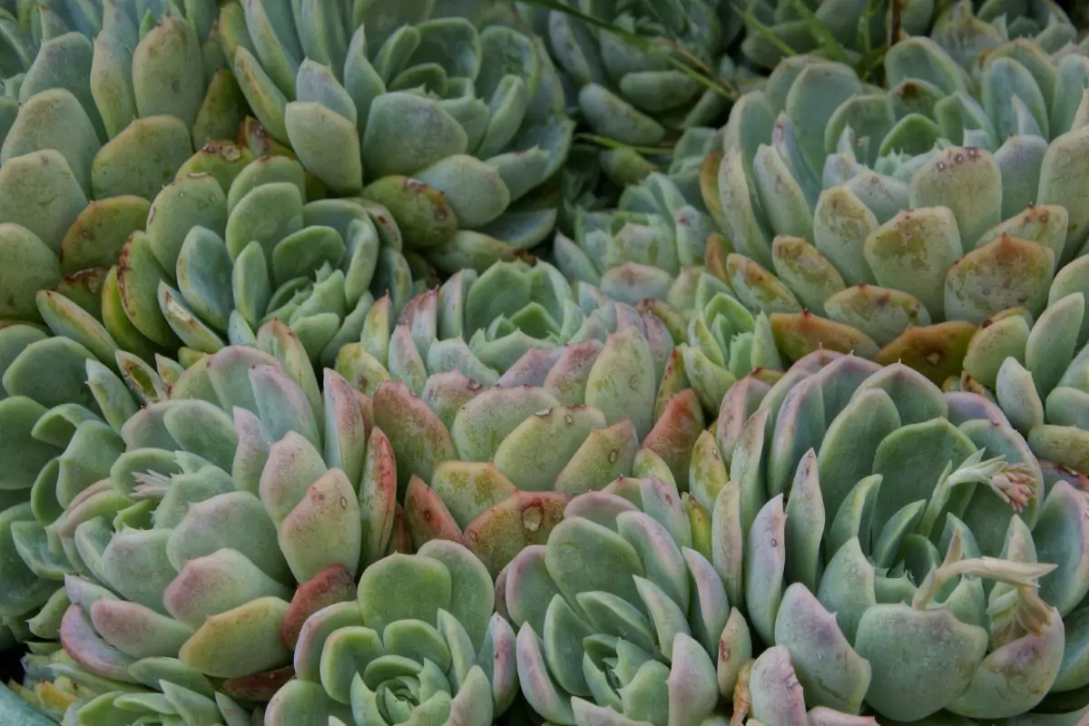 como plantar suculentas
