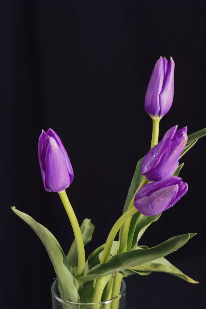 tulipa azul