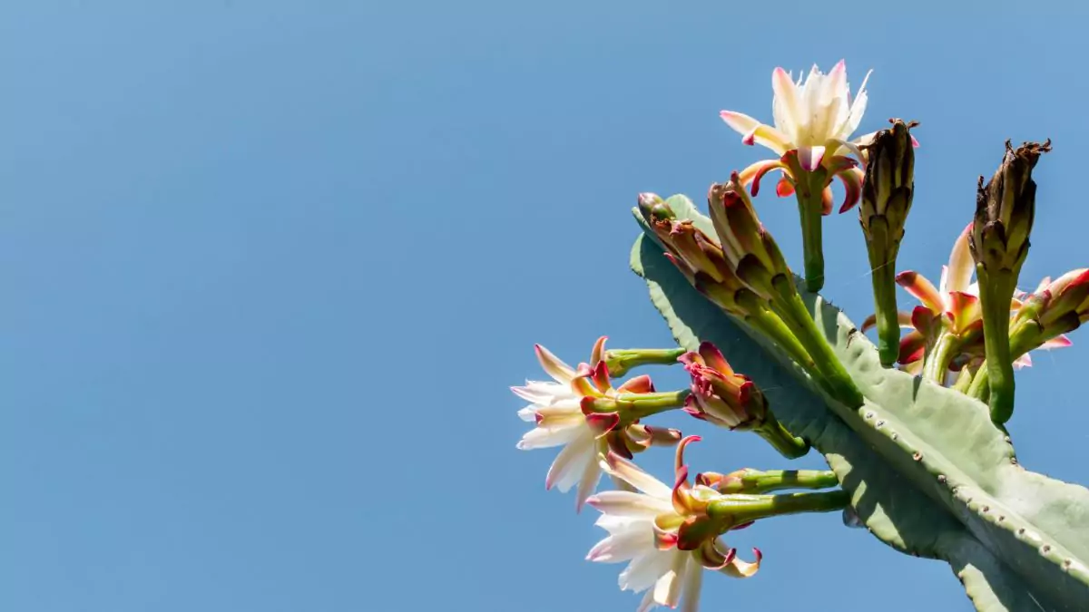 Flor de Cacto