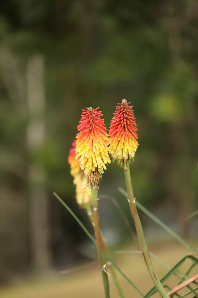 O que é a Drosera?