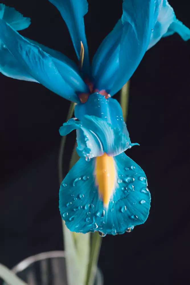 tulipa azul
