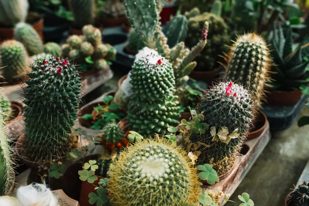 Tipos de Cactos