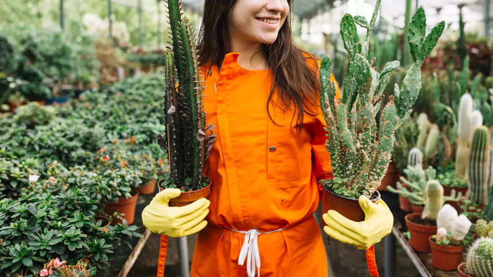 Tipos de Cactos