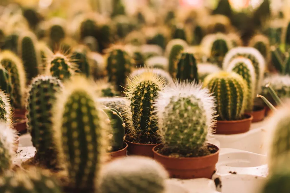 Tipos de Cactos