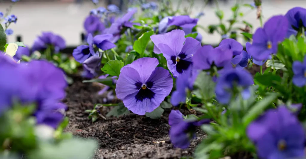 violetas em casa
