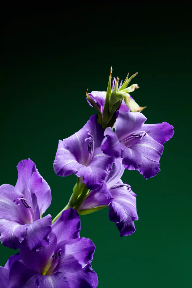 como plantar violetas