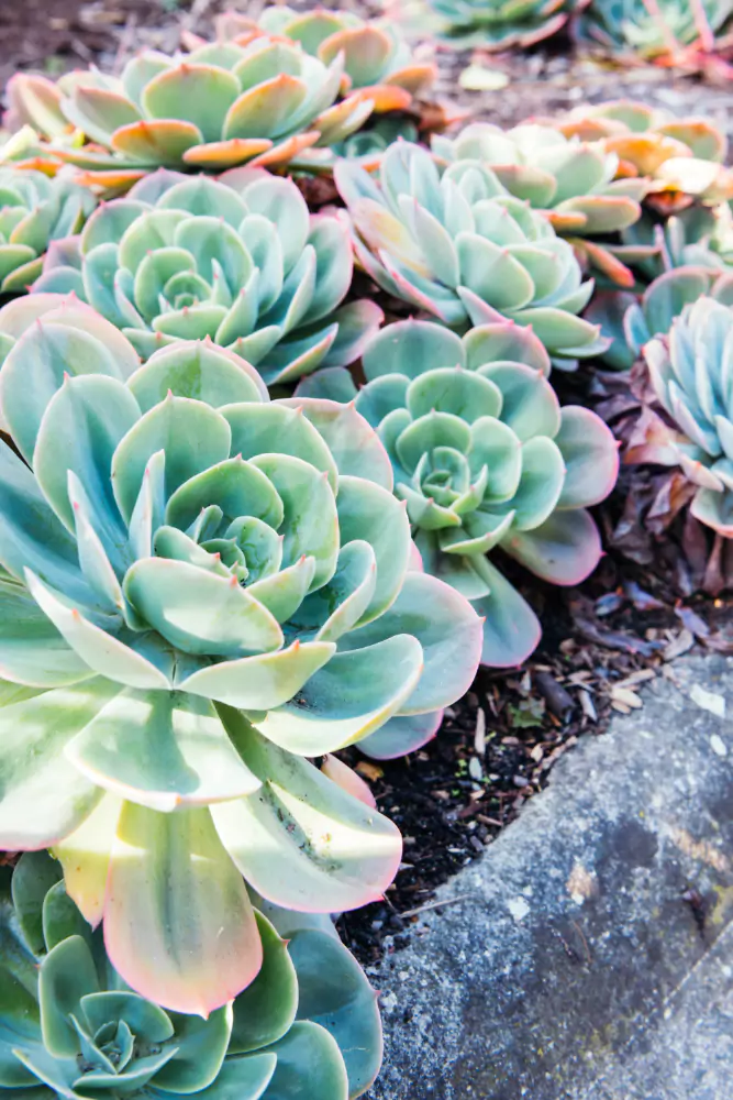 Como cuidar de Kalanchoe