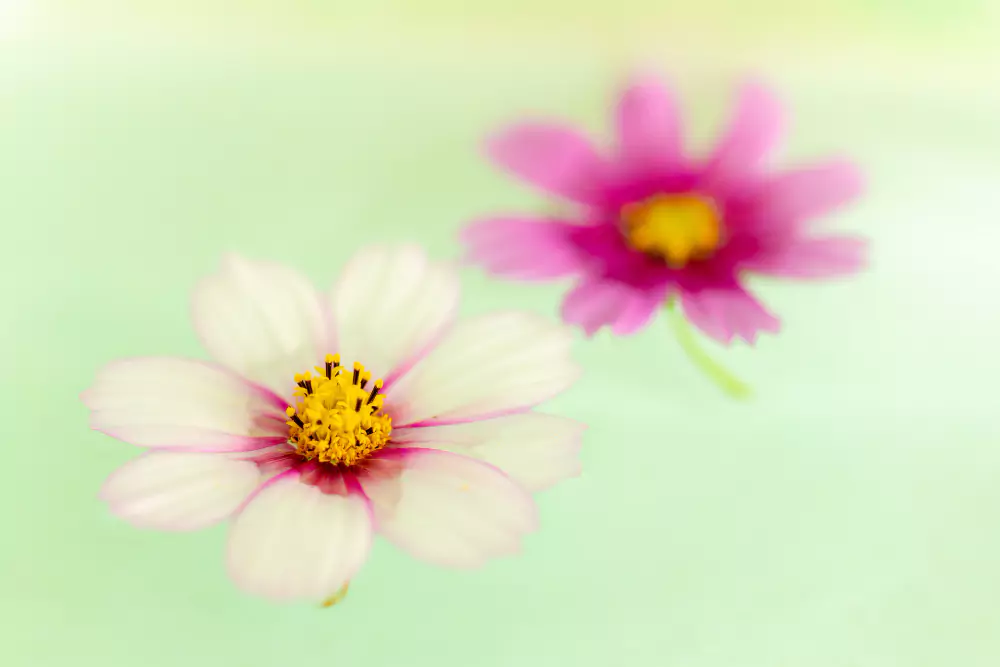 Margarida