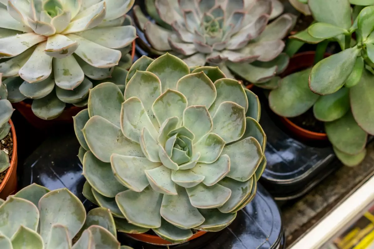 Como cuidar de Kalanchoe