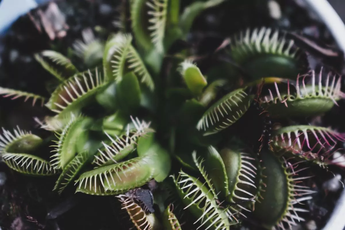 Dionaea Muscipula