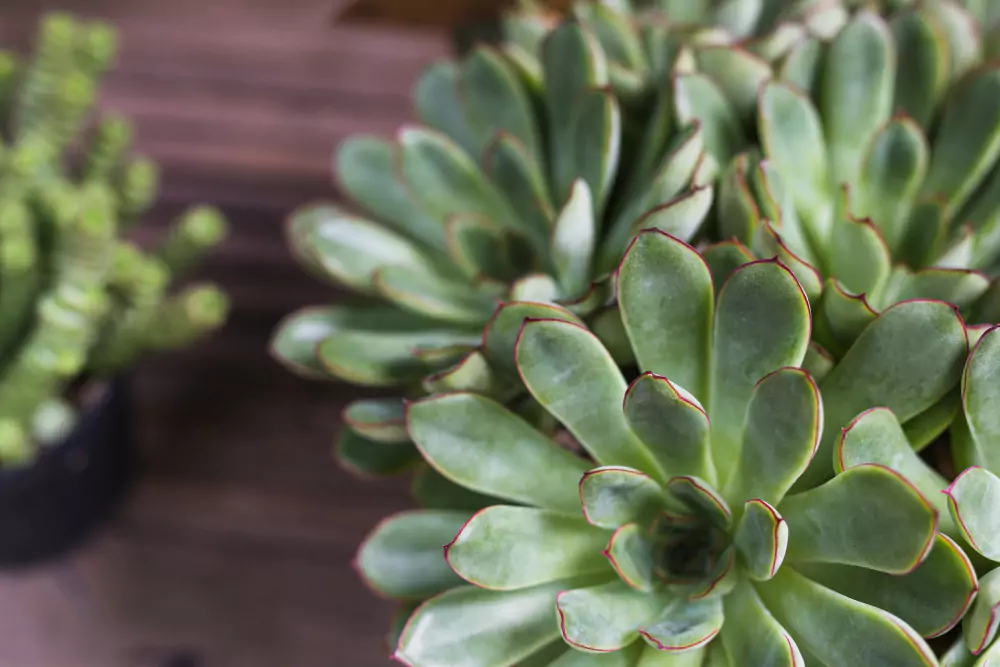 Como cuidar de Kalanchoe