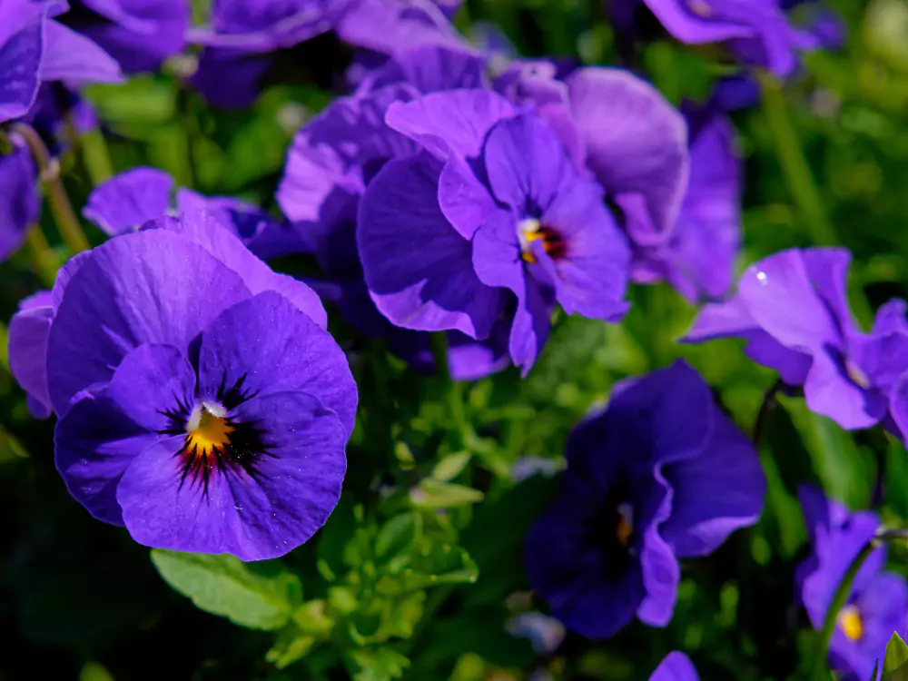 Plantas Violeta