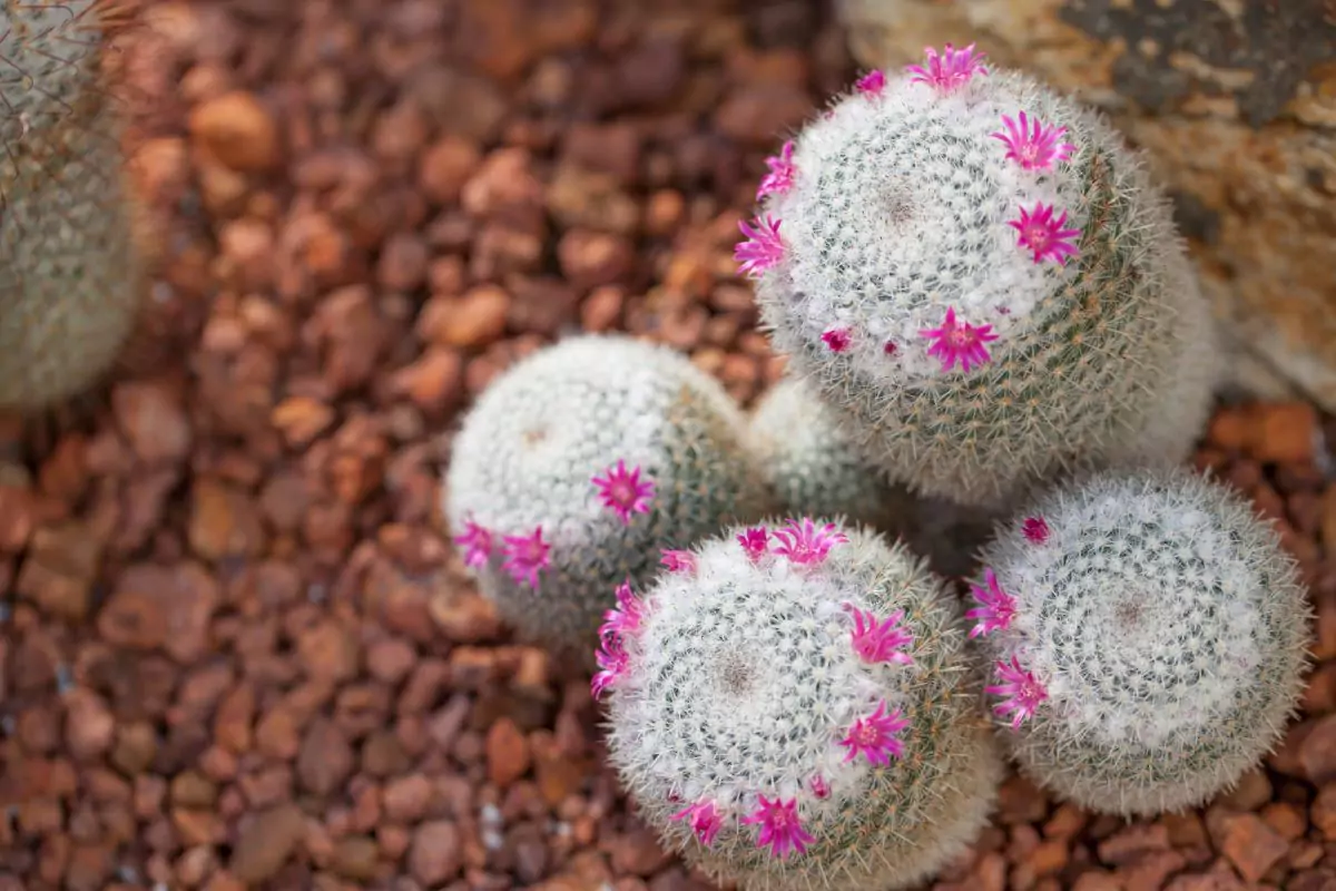 Cactos Mammillaria