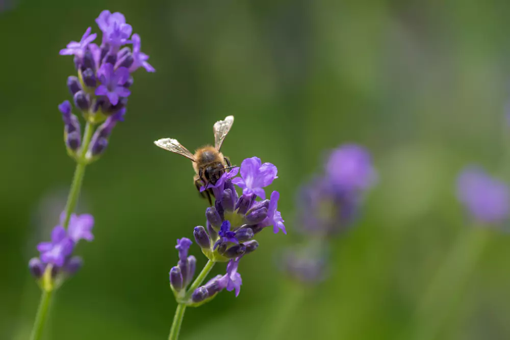 Como Cultivar a Glicínia