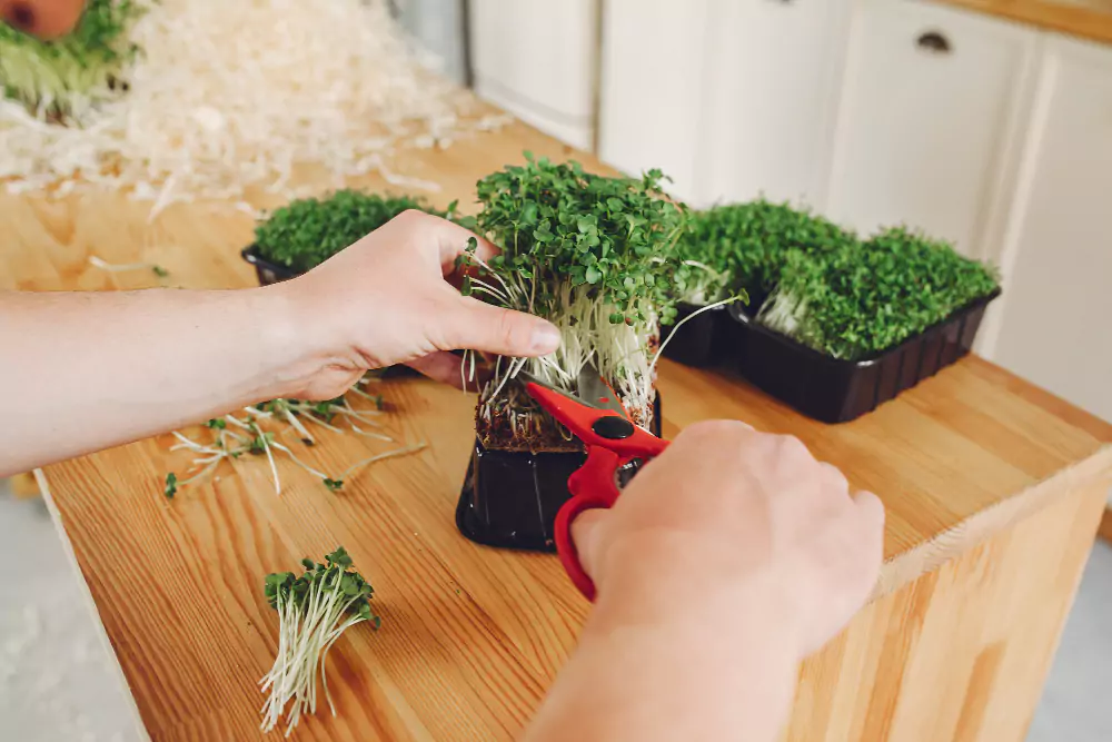 Como plantar coentro em vaso