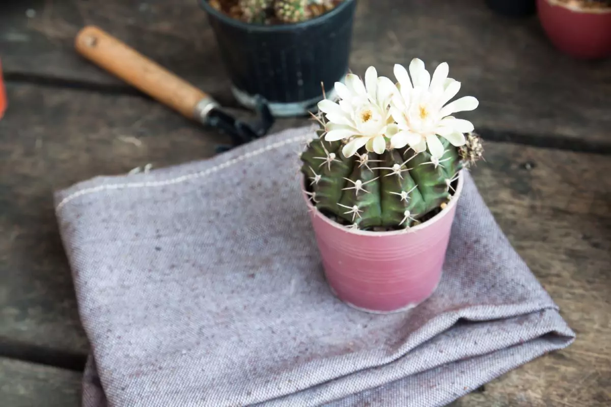 Echinopsis Tubiflora