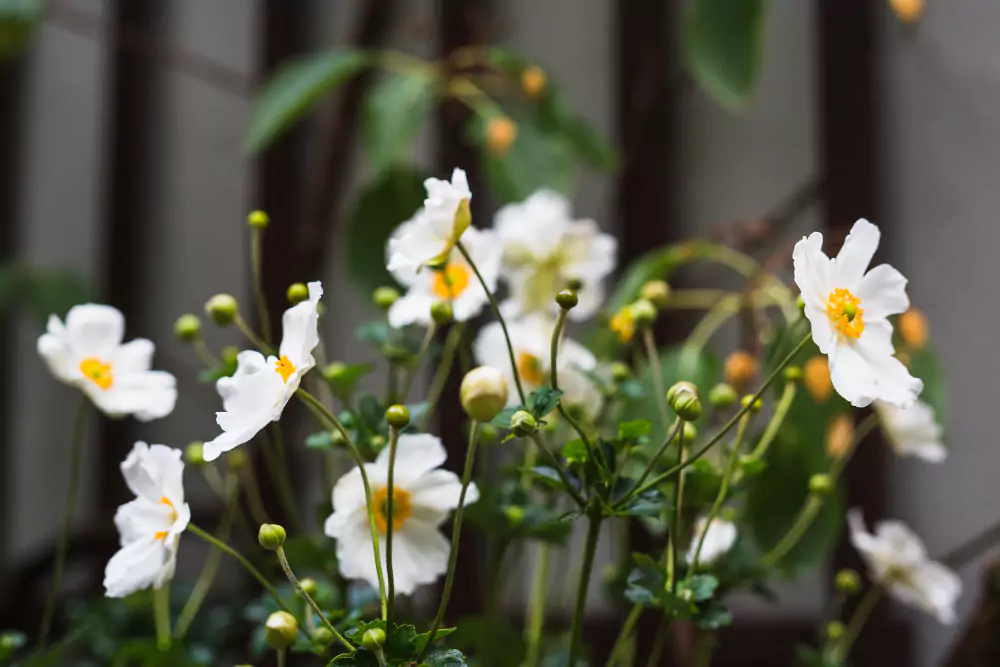 jasmim manga no jardim