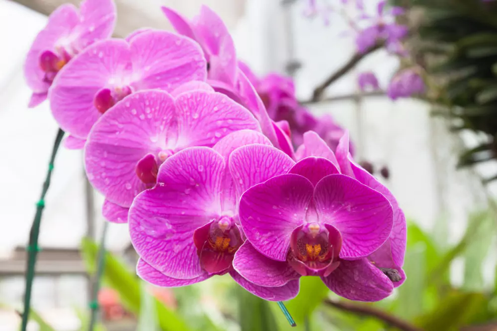 Como Cultivar Orquídeas
