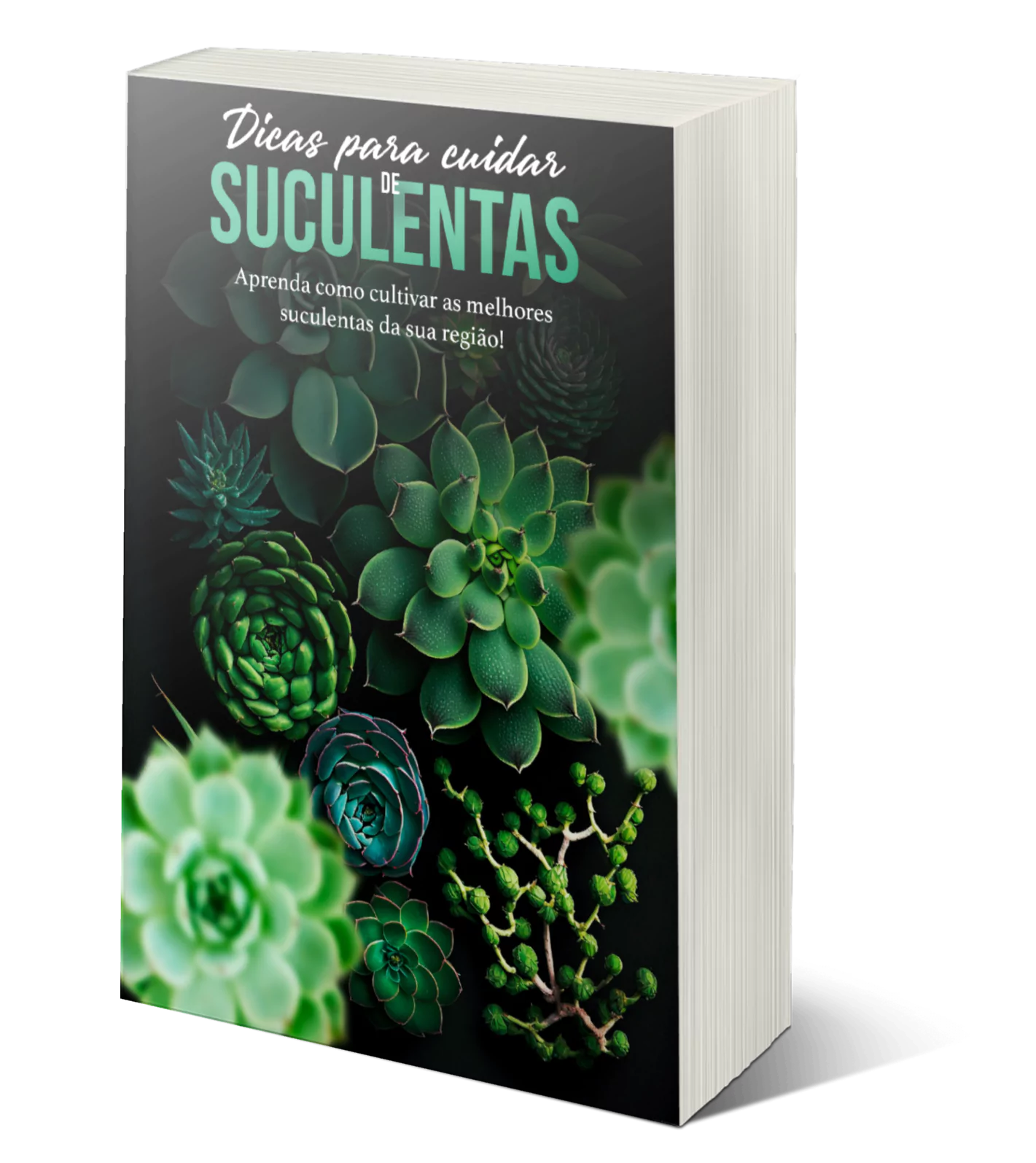 Dicas para cuidar de Suculentas