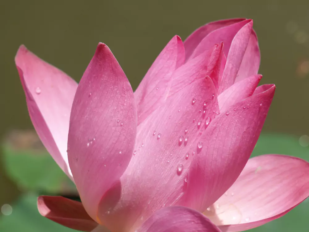 Flor de Lótus