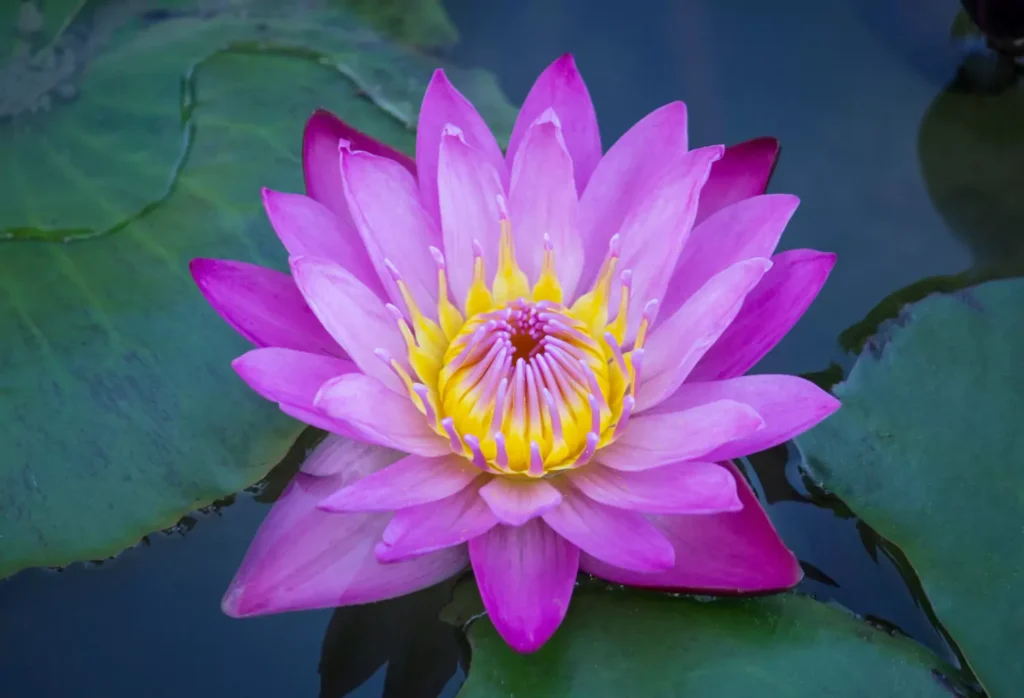 Flor de Lótus