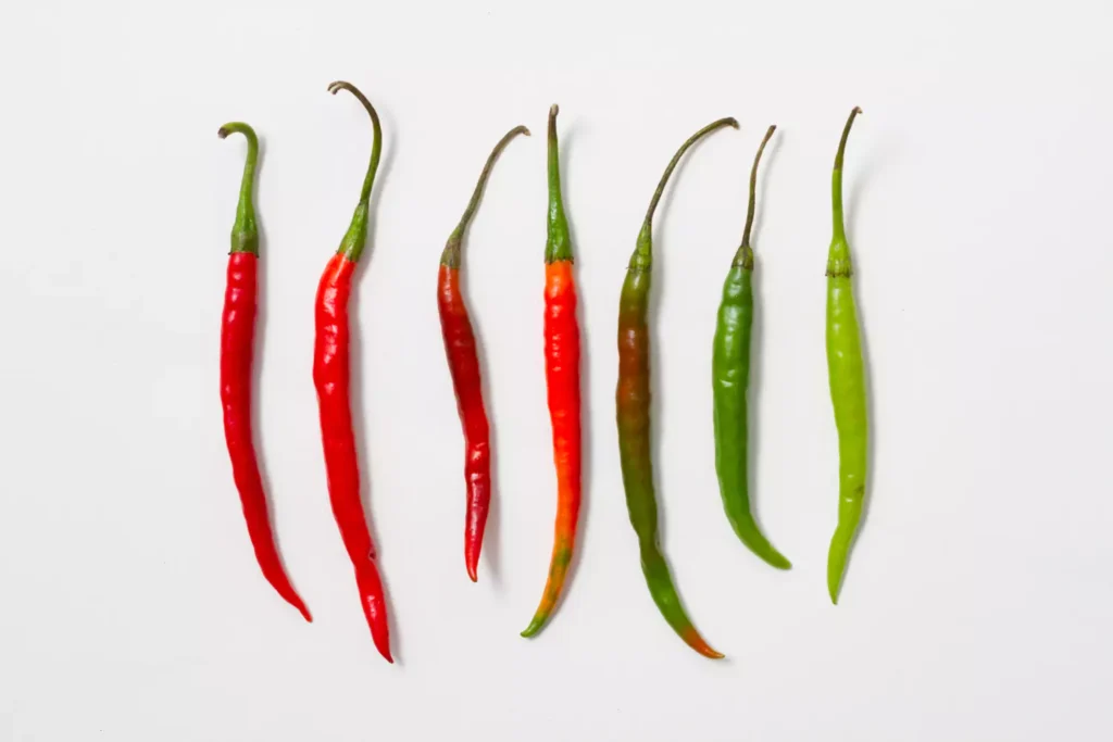 como plantar pimenta