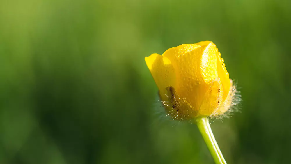 Tulipas amarelas