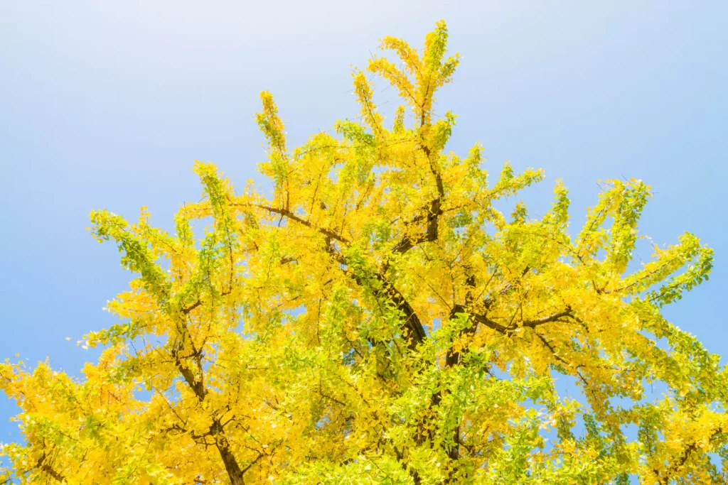 ipê amarelo