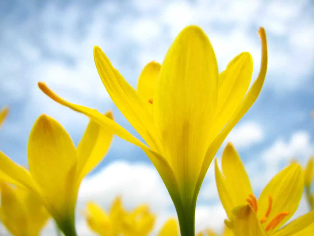 tulipas amarelas
