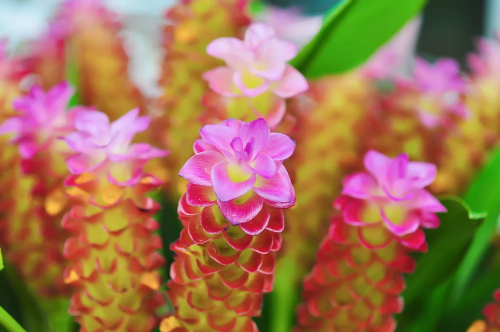 plantas brasileiras