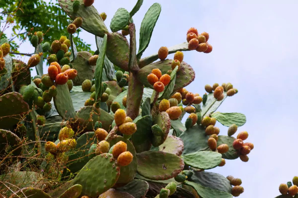 cacto amendoim
