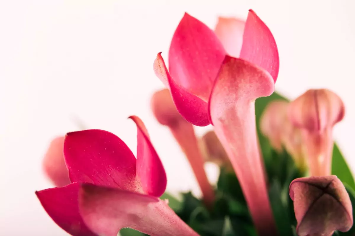 flor de maio