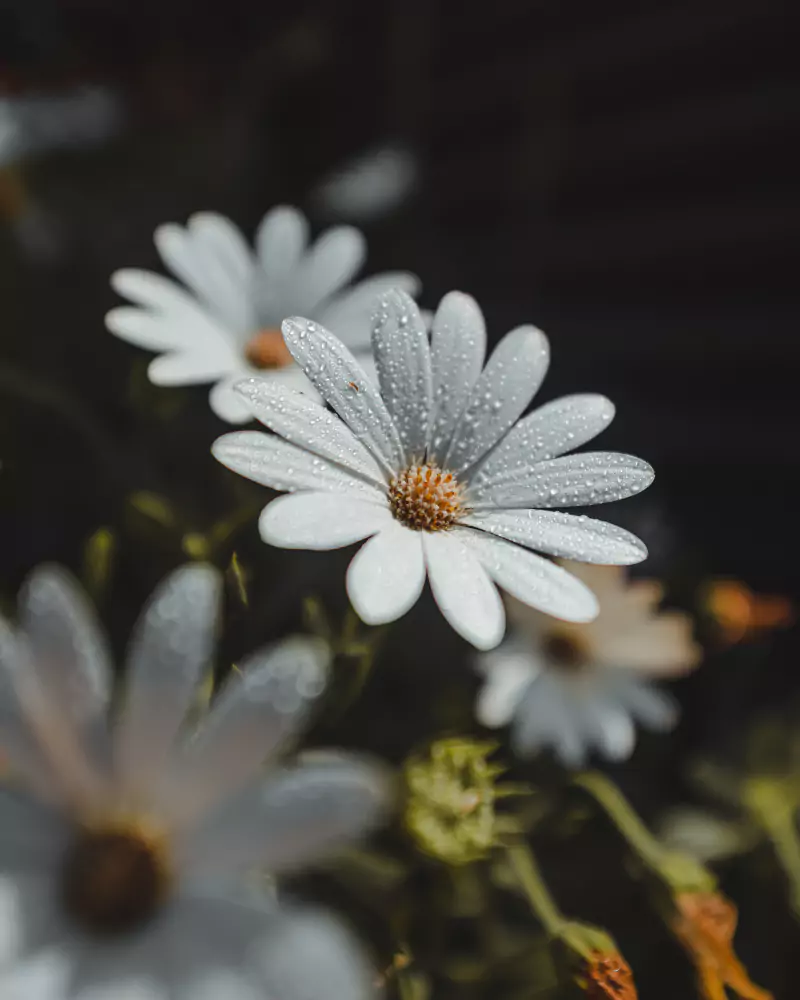 margarida azul
