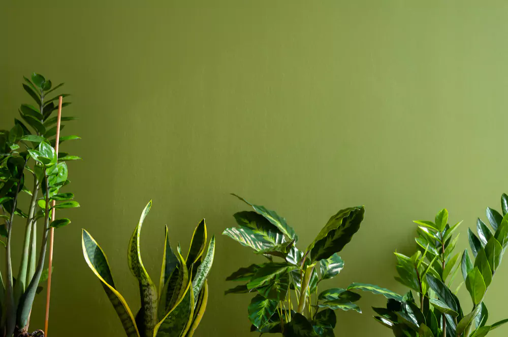 Tipos de plantas